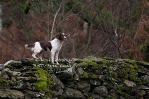 Springer Spaniel Photography by Betty Fold Gallery